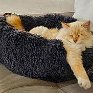 Julius participe au concours pour gagner de l'argent avec cette photo : animal, cat, comfort, couch, cozy, cream_colored, decorative_pillow, domestic_cat, fluffy, furniture, home, indoor, leaf_pattern, pet_bed, relaxed, resting, shaggy_bed, sleepy, soft_texture, stretching_paw