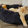 animal, cat, comfort, couch, cozy, cream_colored, decorative_pillow, domestic_cat, fluffy, furniture, home, indoor, leaf_pattern, pet_bed, relaxed, resting, shaggy_bed, sleepy, soft_texture, stretching_paw