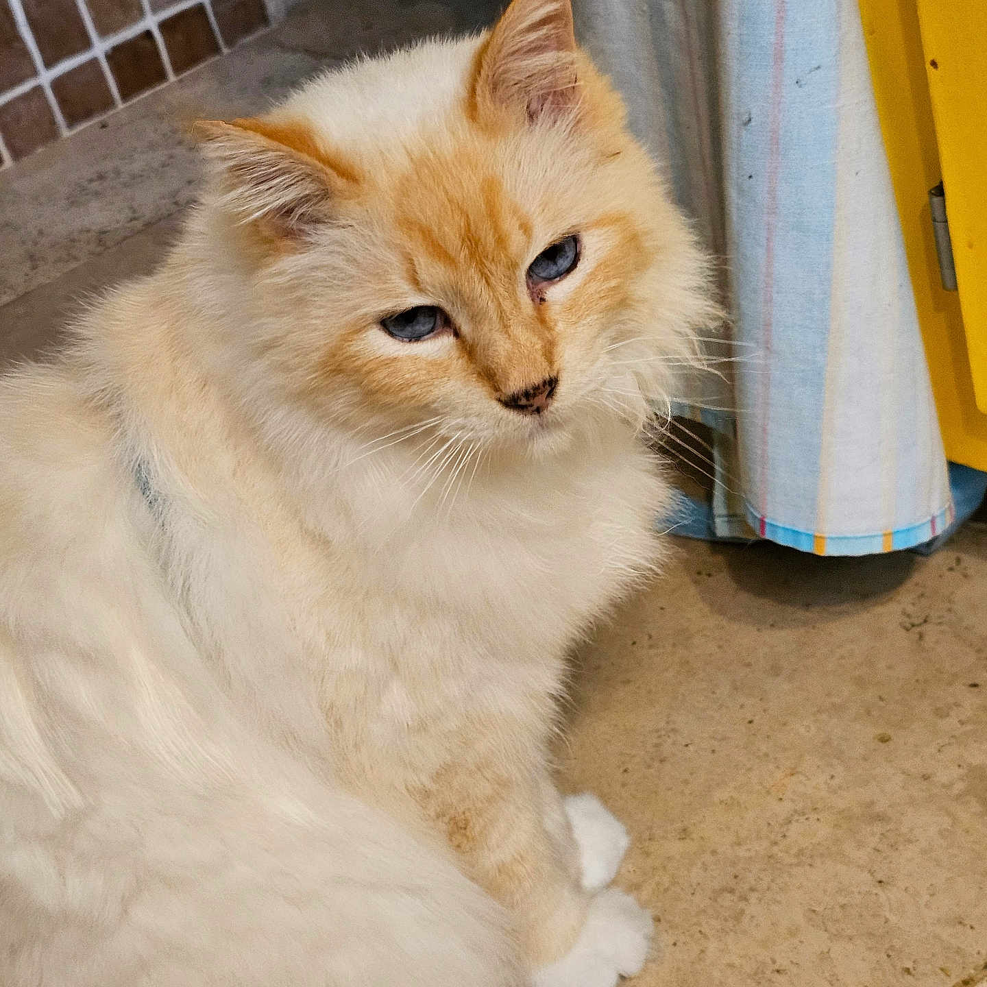 Julius