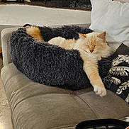 Julius participe au concours pour gagner de l'argent avec cette photo : cat, sleeping, furry_bed, couch, pillow, cozy, indoor, relaxed, pet, cream_colored, stretching, decor, fireplace, vintage_car_model, home, furniture, soft_texture, resting, animal, living_room