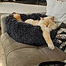 cat, sleeping, furry_bed, couch, pillow, cozy, indoor, relaxed, pet, cream_colored, stretching, decor, fireplace, vintage_car_model, home, furniture, soft_texture, resting, animal, living_room