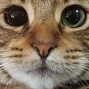 Savannah participe au concours pour gagner de l'argent avec cette photo : animal, cat, close_up, curious, cute, detailed, domestic_cat, eyes, face, feline, focus, fur, macro, mammal, nose, pet, portrait, soft, tabby, whiskers