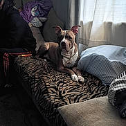 Falcon joined the competition — help win amazing prizes! attentive, bed, blanket, chain_collar, couch, curtain, dog, ears_up, home_interior, indoor, natural_light, partial_face, paw, person, pet, pillow, pitbull, striped_pillow, window, zebra_print