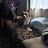 attentive, bed, blanket, chain_collar, couch, curtain, dog, ears_up, home_interior, indoor, natural_light, partial_face, paw, person, pet, pillow, pitbull, striped_pillow, window, zebra_print