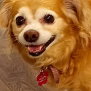 Cookiedough is registered to the contest to win money with this photo: dog, pet, close_up, golden_brown, collar, tag, happy, smiling, fur, ears, animal, indoor, floor, cute, canine, companion, friendly, face, tongue, domestic