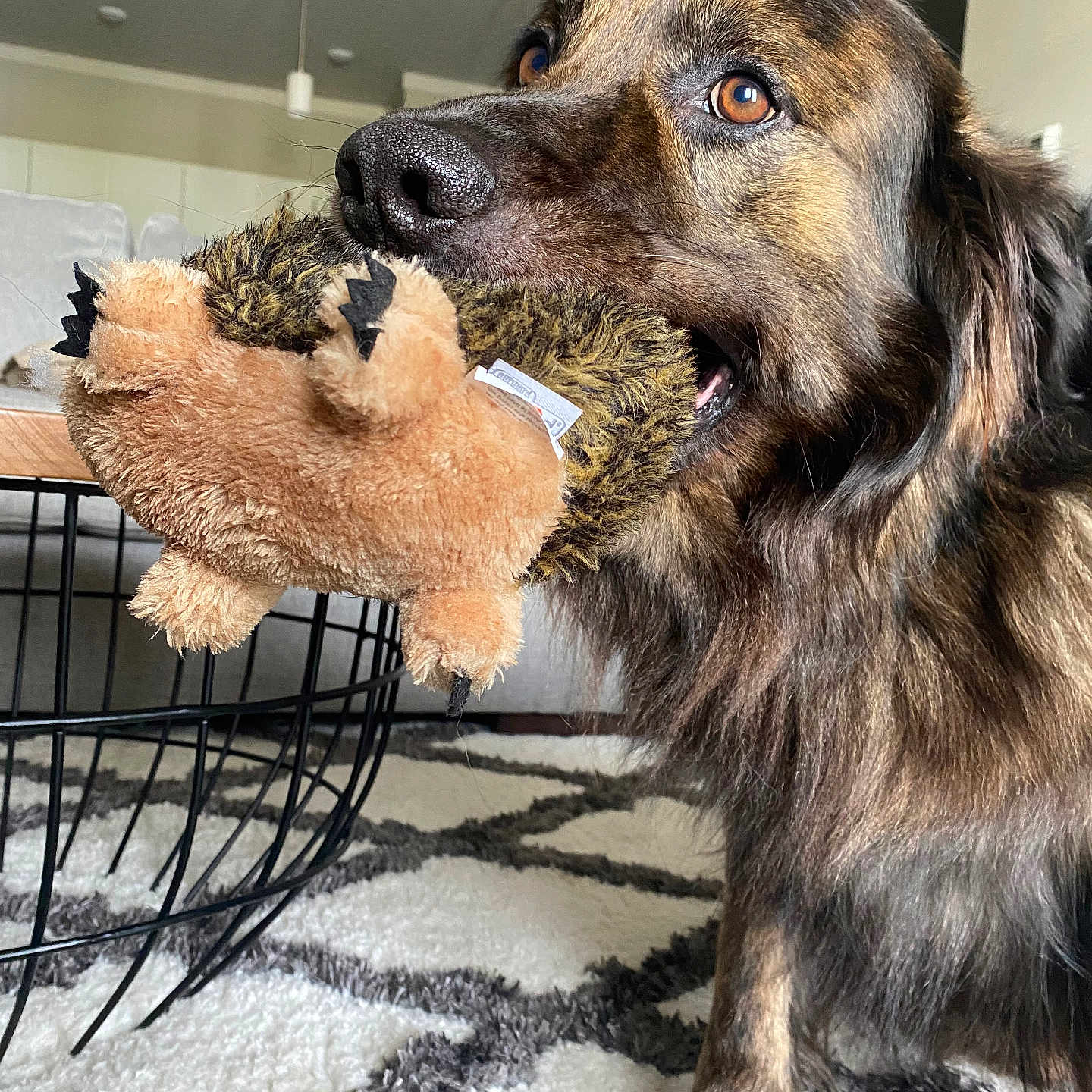 Diesel joined the competition — help win amazing prizes! animal, canine, clothing, cockerspaniel, couch, den, dog, fur, germanshepherd, goldenretriever, homedecor, hound, indoors, labradorretriever, pet, plush, puppy, snout, terrier, toy