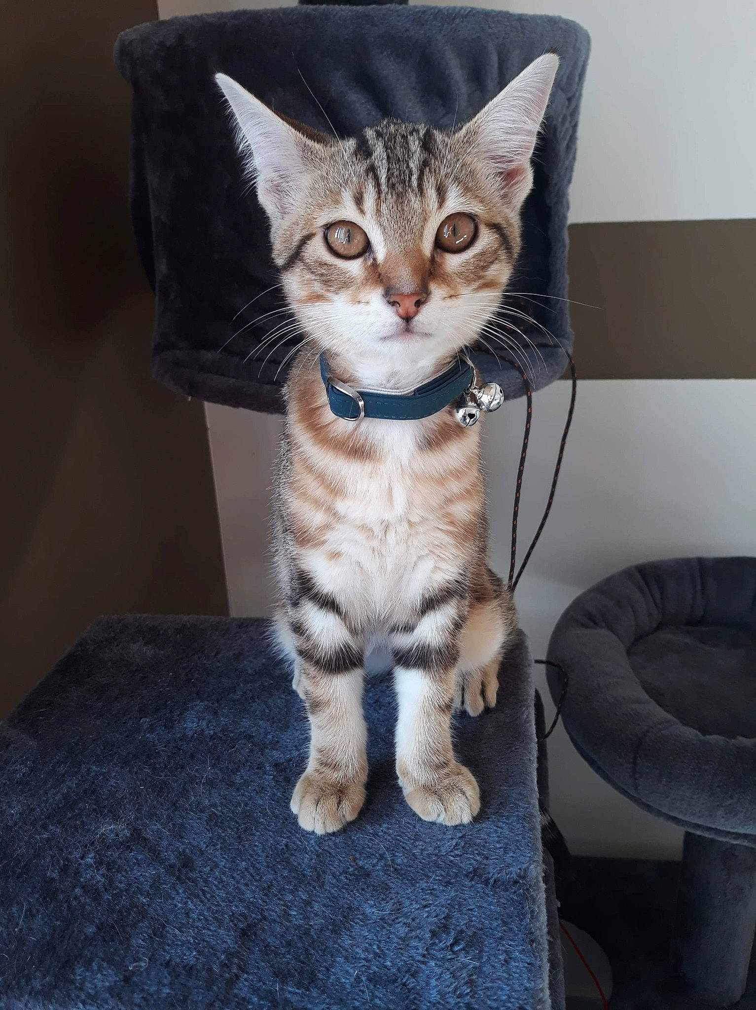 Tigrou participe au concours pour gagner de l'argent avec cette photo : aegean_cat, american_shorthair, american_wirehair, arabian_mau, asian, australian_mist, california_spangled, carnivore, cat, domestic_short_haired_cat, dragon_li, european_shorthair, felidae, kitten, mammal, small_to_medium_sized_cats, sokoke, tabby_cat, vertebrate, whiskers