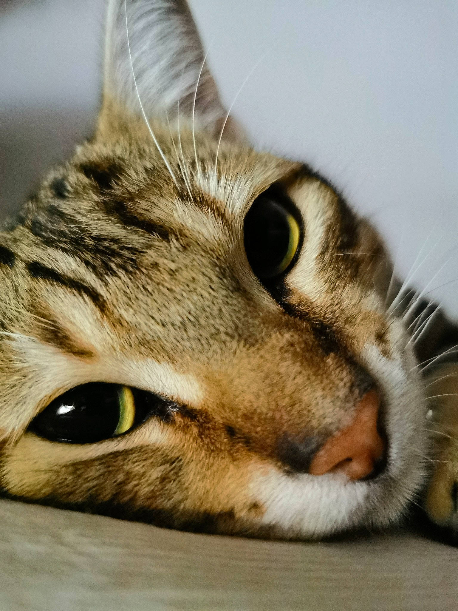 Tigrou participe au concours pour gagner de l'argent avec cette photo : american_shorthair, american_wirehair, asian, australian_mist, bengal, carnivore, cat, close_up, domestic_short_haired_cat, dragon_li, european_shorthair, eye, felidae, fur, mammal, nose, small_to_medium_sized_cats, snout, tabby_cat, whiskers