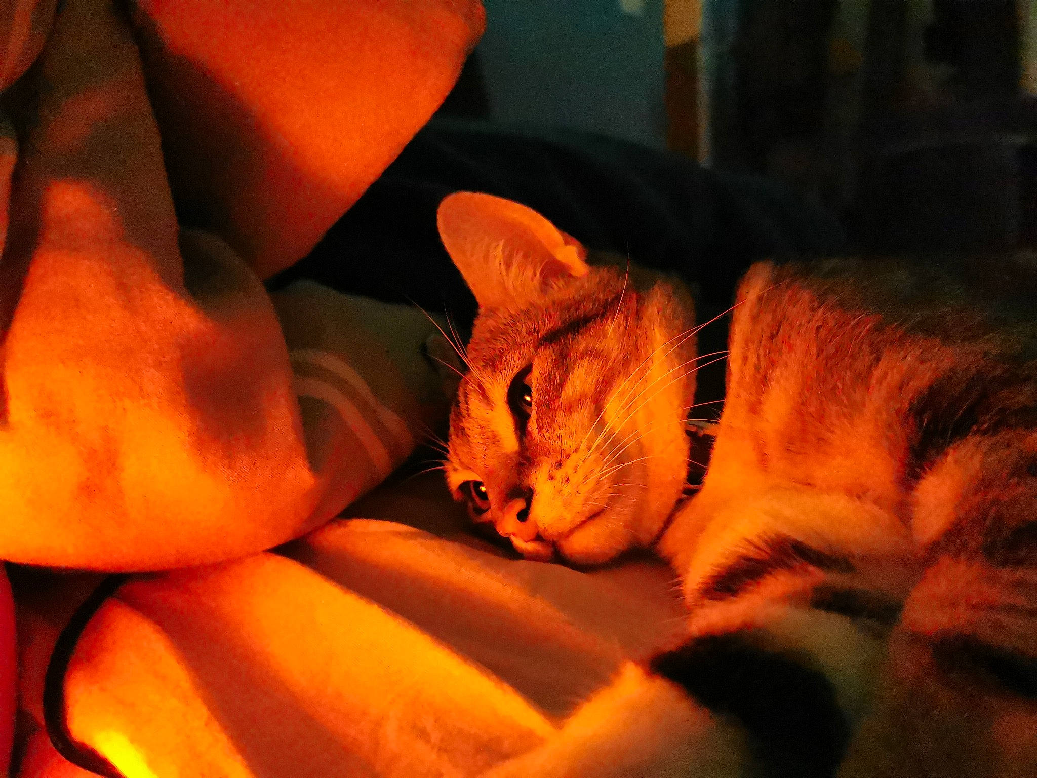 Tigrou a rejoint le concours — aidez-le/la à gagner de superbes lots ! asian, carnivore, cat, chausie, domestic_short_haired_cat, european_shorthair, fawn, felidae, kitten, mouth, orange, small_to_medium_sized_cats, tabby_cat, tail, whiskers