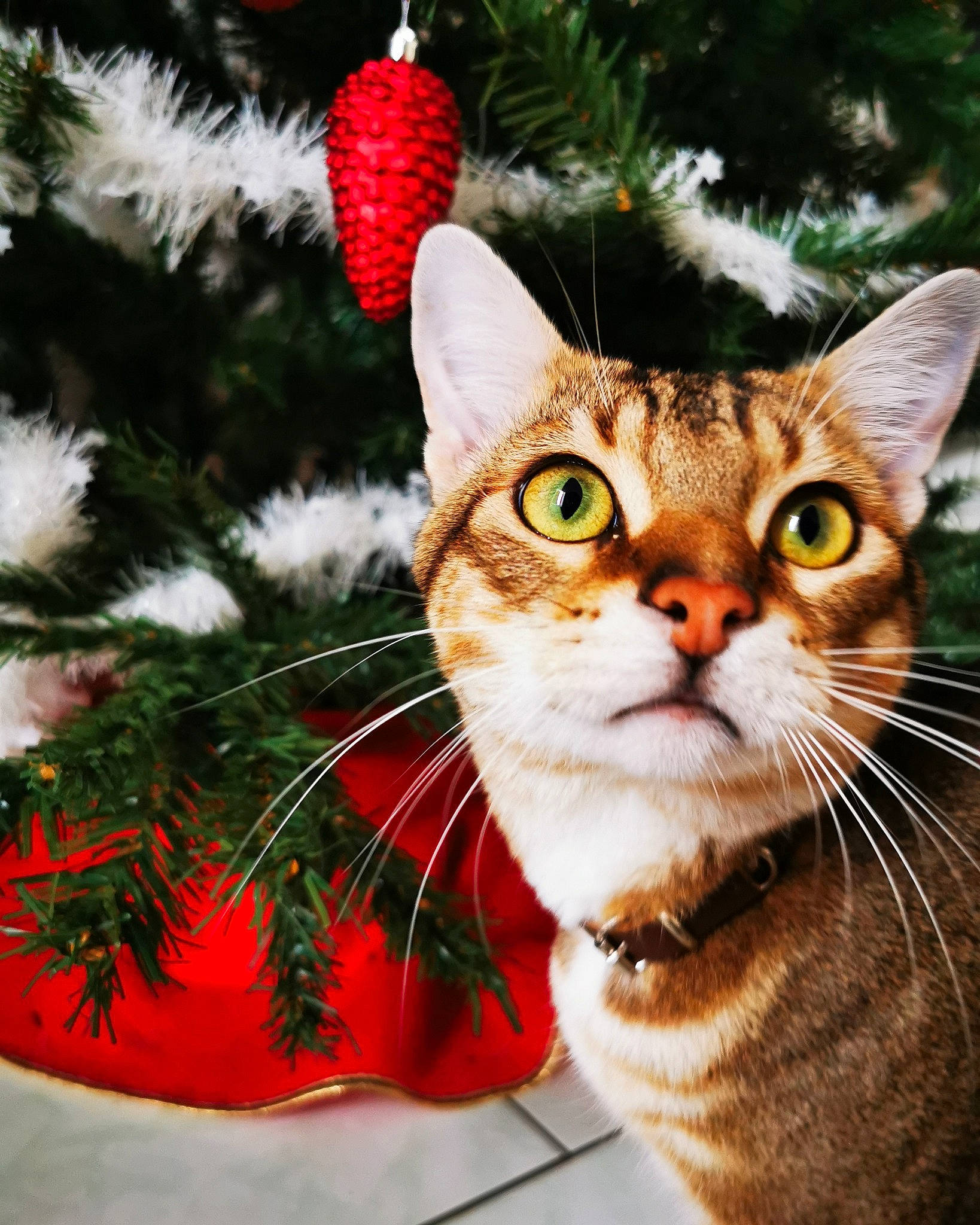 Tigrou participe au concours pour gagner de l'argent avec cette photo : american_shorthair, american_wirehair, asian, carnivore, cat, christmas, christmas_decoration, christmas_ornament, christmas_tree, domestic_short_haired_cat, european_shorthair, felidae, fur, holiday_ornament, plant, small_to_medium_sized_cats, snout, tabby_cat, tree, whiskers