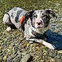 animal, black_and_white_fur, canine, closeup, curious, daylight, dog, harness, nature, outdoor, pet, pink_nose, playful, river_stones, shallow_water, sitting, summer, sunlight, water, wet