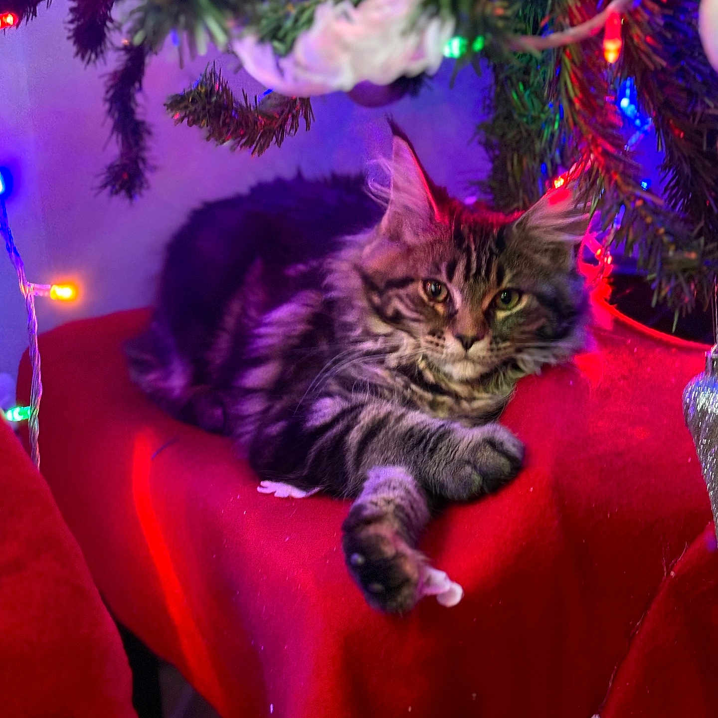 Vénus participe au concours pour gagner de l'argent avec cette photo : abyssinian, accessories, animal, cat, chair, christmas, christmasdecorations, christmastree, couch, festival, furniture, kitten, lighting, manx, ornament, pet, plant, purple, tree, urban