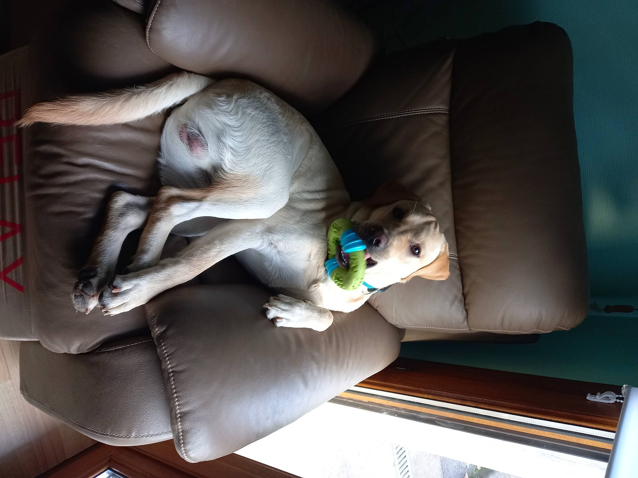 Toner participe au concours pour gagner de l'argent avec cette photo : baby_products, car_seat, carnivore, child, comfort, companion_dog, couch, fawn, felidae, flooring, linens, nap, room, sitting, small_to_medium_sized_cats, sporting_group, stuffed_toy, tail, toy, wood