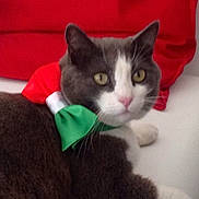 Snoopy a rejoint le concours — aidez-le/la à gagner de superbes lots ! cat, gray_cat, white_cat, bow_tie, red_cushion, indoor, pet, feline, close_up, resting, domestic_animal, cute, fur, whiskers, pink_nose, yellow_eyes, relaxed, soft_texture, animal_portrait, colorful_accessory