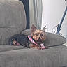 dog, small_dog, plaid_bandana, gray_couch, indoor, pet, relaxed, fur, ears, animal, home, living_room, curtain, sitting, companion, cute, domestic, resting, brown_fur, cozy