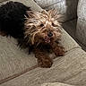 Chucky Woods is registered to the contest to win money with this photo: dog, pet, canine, small_dog, fur, couch, indoor, animal, tongue, mouth_open, brown_fur, black_fur, paw, snout, playful, cute, furniture, resting, living_room, cozy