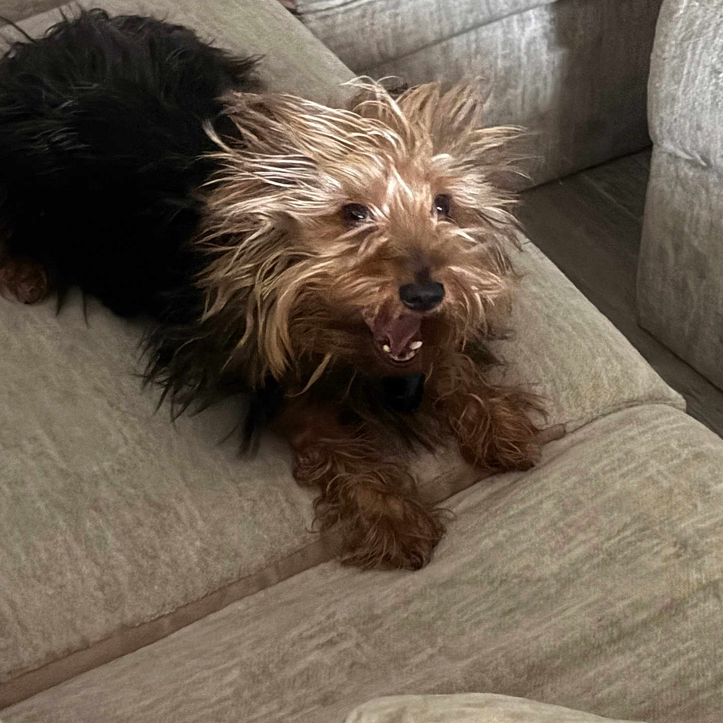 Chucky Woods is registered to the contest to win money with this photo: dog, pet, canine, small_dog, fur, couch, indoor, animal, tongue, mouth_open, brown_fur, black_fur, paw, snout, playful, cute, furniture, resting, living_room, cozy