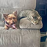 Chucky Woods joined the competition — help win amazing prizes! dog, cat, couch, sofa, pet, animal, indoor, relaxed, resting, tabby_cat, small_dog, bandana, furniture, home, companion, cute, cozy, paw, ears, fur