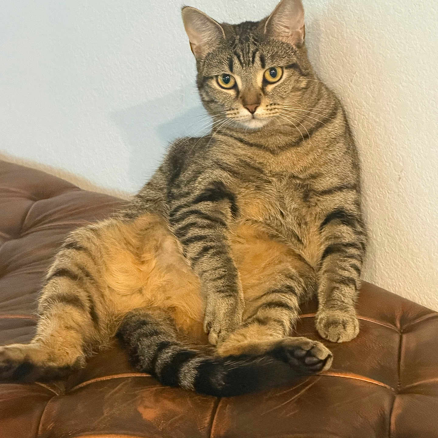 Jasper