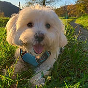 Ryo participe au concours pour gagner de l'argent avec cette photo : dog, white_dog, grass, outdoor, sunlight, happy, tongue_out, blue_harness, nature, path, tree, scenery, pet, canine, smiling, daylight, greenery, animal, closeup, playing