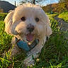 dog, white_dog, grass, outdoor, sunlight, happy, tongue_out, blue_harness, nature, path, tree, scenery, pet, canine, smiling, daylight, greenery, animal, closeup, playing