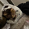 Mr.p is registered to the contest to win money with this photo: cat, tabby, plastic_bag, carpet, household_items, curious, indoor, pet, feline, brown, white, black_fabric, plastic_ziplock_bag, floor, domestic, animal, whiskers, paw, closeup, casual