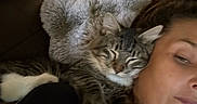 Mr.p is registered to the contest to win money with this photo: cat, tabby, person, face, couch, blanket, fur, indoor, lamp, light, relaxed, snuggling, sleepy, cozy, shoulder, home, decor, photography, portrait, furniture