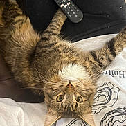 Mr.p joined the competition — help win amazing prizes! cat, tabby, pet, animal, fur, whiskers, eyes, lap, person, clothing, sweatshirt, remote_control, black_pants, upside_down, indoor, cozy, relaxed, curious, brown, striped