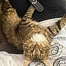 cat, tabby, pet, animal, fur, whiskers, eyes, lap, person, clothing, sweatshirt, remote_control, black_pants, upside_down, indoor, cozy, relaxed, curious, brown, striped