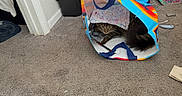 Mr.p joined the competition — help win amazing prizes! animal, carpet, cat, colorful, cozy, curious, feline, floor, hiding, home, indoor, marker, messy, paper, peek, pet, playful, shopping_bag, stuffed, tabby_cat