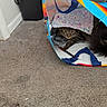 Mr.p joined the competition — help win amazing prizes! cat, tabby_cat, shopping_bag, carpet, indoor, marker, paper, curious, hiding, floor, colorful, pet, animal, messy, cozy, playful, feline, home, stuffed, peek
