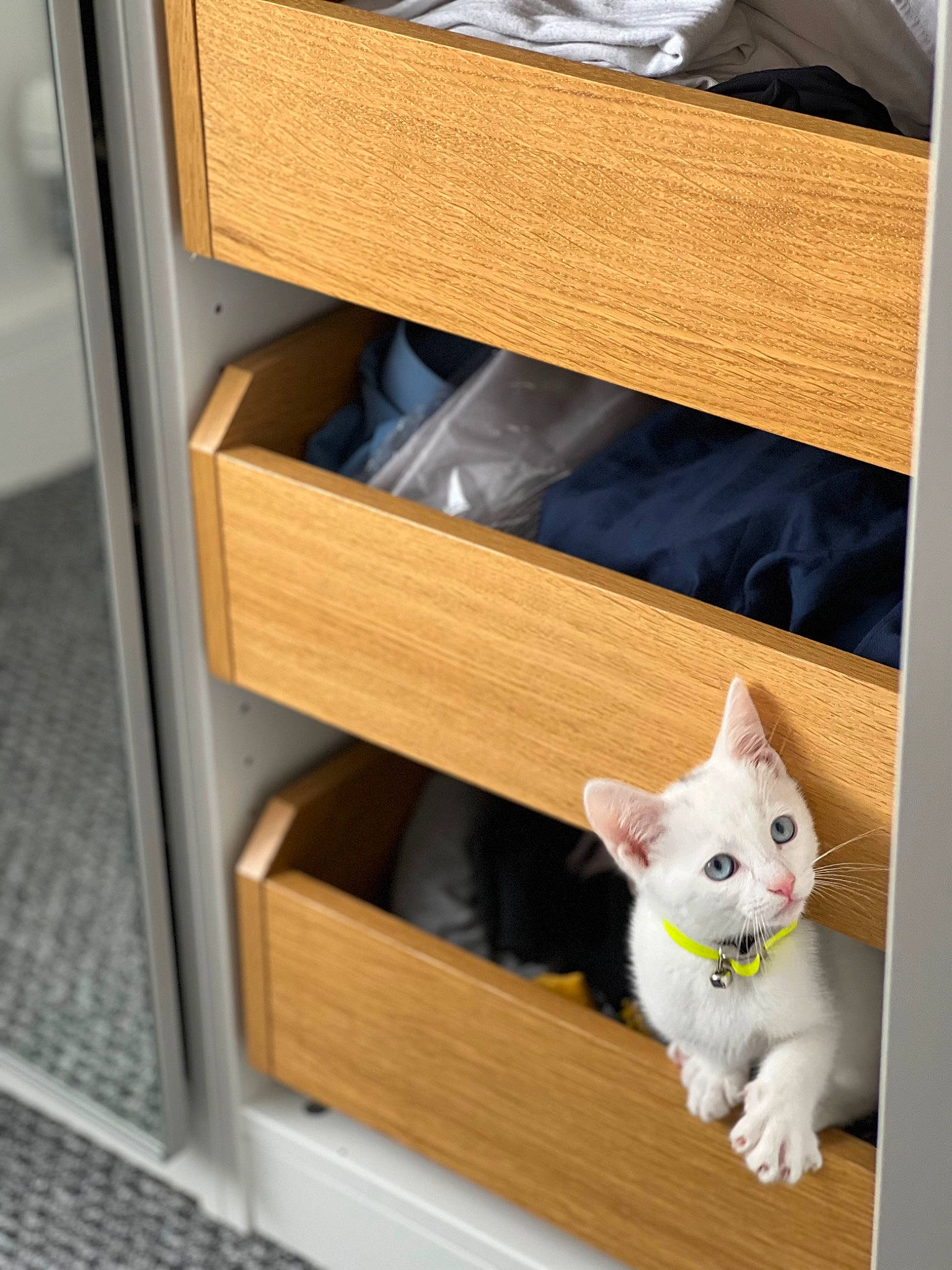 George joined the competition — help win amazing prizes! bookcase, cabinetry, carnivore, cat, companion_dog, cupboard, drawer, fawn, felidae, hardwood, room, shelf, shelving, small_to_medium_sized_cats, tail, toy, whiskers, white, wood, wood_stain