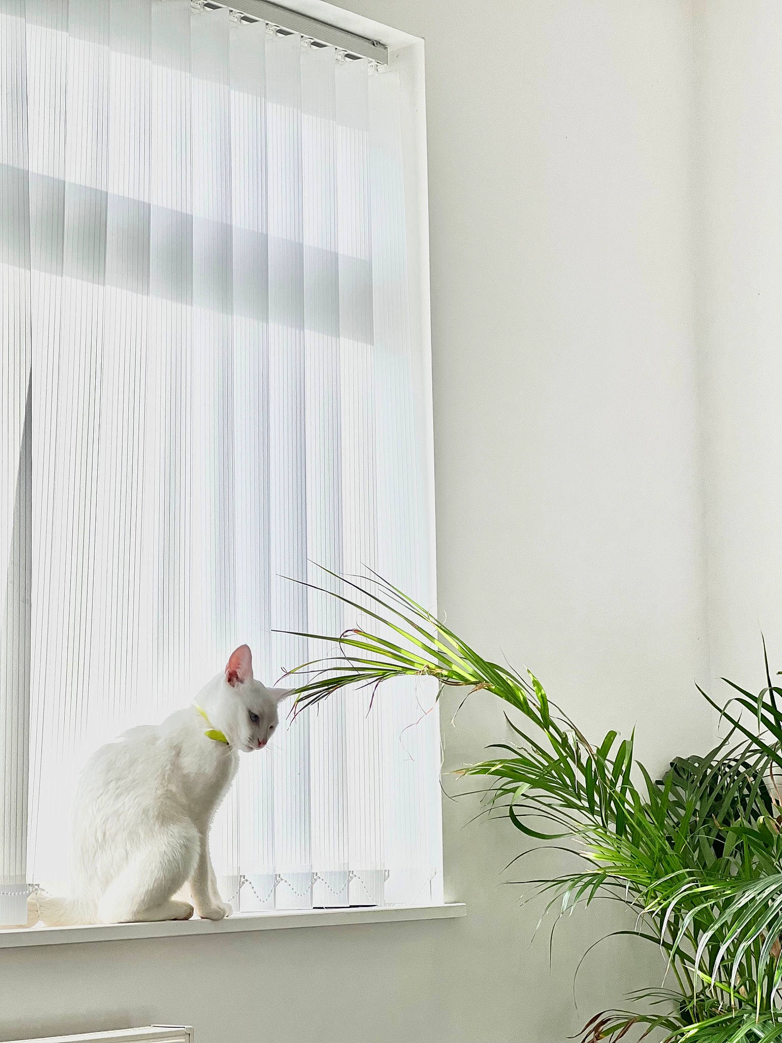 George joined the competition — help win amazing prizes! beak, bird, cage, cockatiel, cockatoo, event, flooring, glass, houseplant, parakeet, parrot, pet_supply, plant, room, tail, terrestrial_plant, twig, window, wing, wood