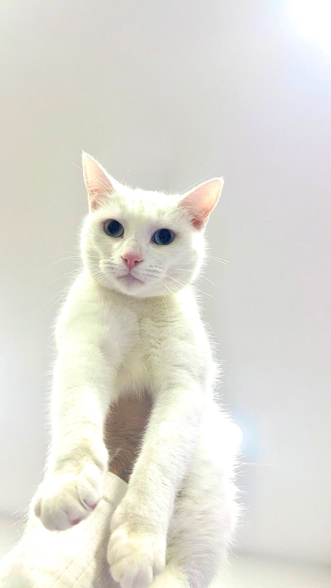 George joined the competition — help win amazing prizes! carnivore, cat, domestic_short_haired_cat, fawn, felidae, fur, paw, small_to_medium_sized_cats, snout, tail, terrestrial_animal, whiskers