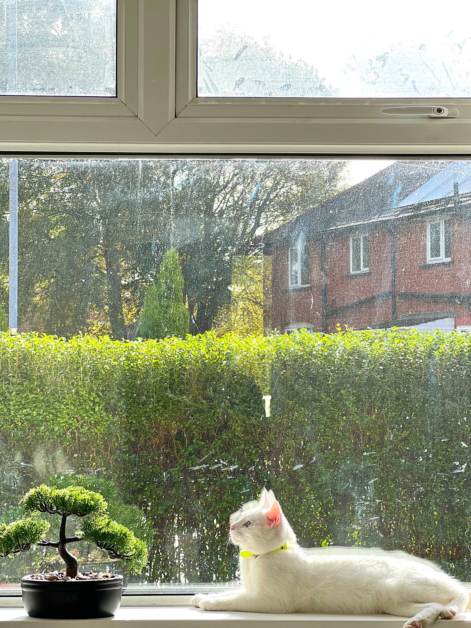 George joined the competition — help win amazing prizes! architecture, building, carnivore, flowerpot, grass, green, house, houseplant, leaf, light, line, photograph, plant, property, rectangle, shrub, wall, white, window, yellow