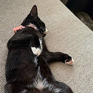 Korra joined the competition — help win amazing prizes! cat, tuxedo_cat, black_and_white, kitten, pet, feline, lying_down, relaxed, sleeping, paw, whiskers, ears, fur, couch, sofa, indoor, home, close_up, cute, animal