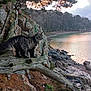 cat, tree_branch, rock, water, shoreline, forest, sky, sunset, reflection, nature, outdoor, animal, feline, landscape, calm, serene, wildlife, wilderness, scenic, trunk