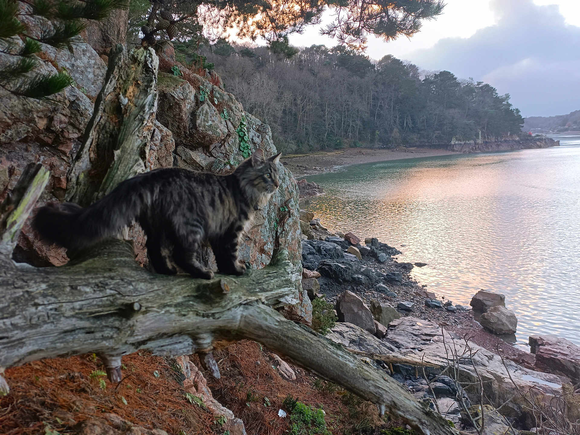 Urricane participe au concours pour gagner de l'argent avec cette photo : cat, tree_branch, rock, water, shoreline, forest, sky, sunset, reflection, nature, outdoor, animal, feline, landscape, calm, serene, wildlife, wilderness, scenic, trunk