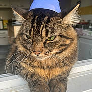Simba participe au concours pour gagner de l'argent avec cette photo : cat, tabby, green_eyes, whiskers, ears, fur, paws, window, windowsill, indoor, kitchen, hat, blue_hat, closeup, pet, animal, feline, resting, cute, domestic