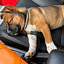 animal, black_nose, brown_coat, car_seat, closeup, collar, cute, dog, domestic_animal, indoor, leather, napping, orange_object, pet, puppy, relaxation, rest, seatbelt, sleeping, white_paws