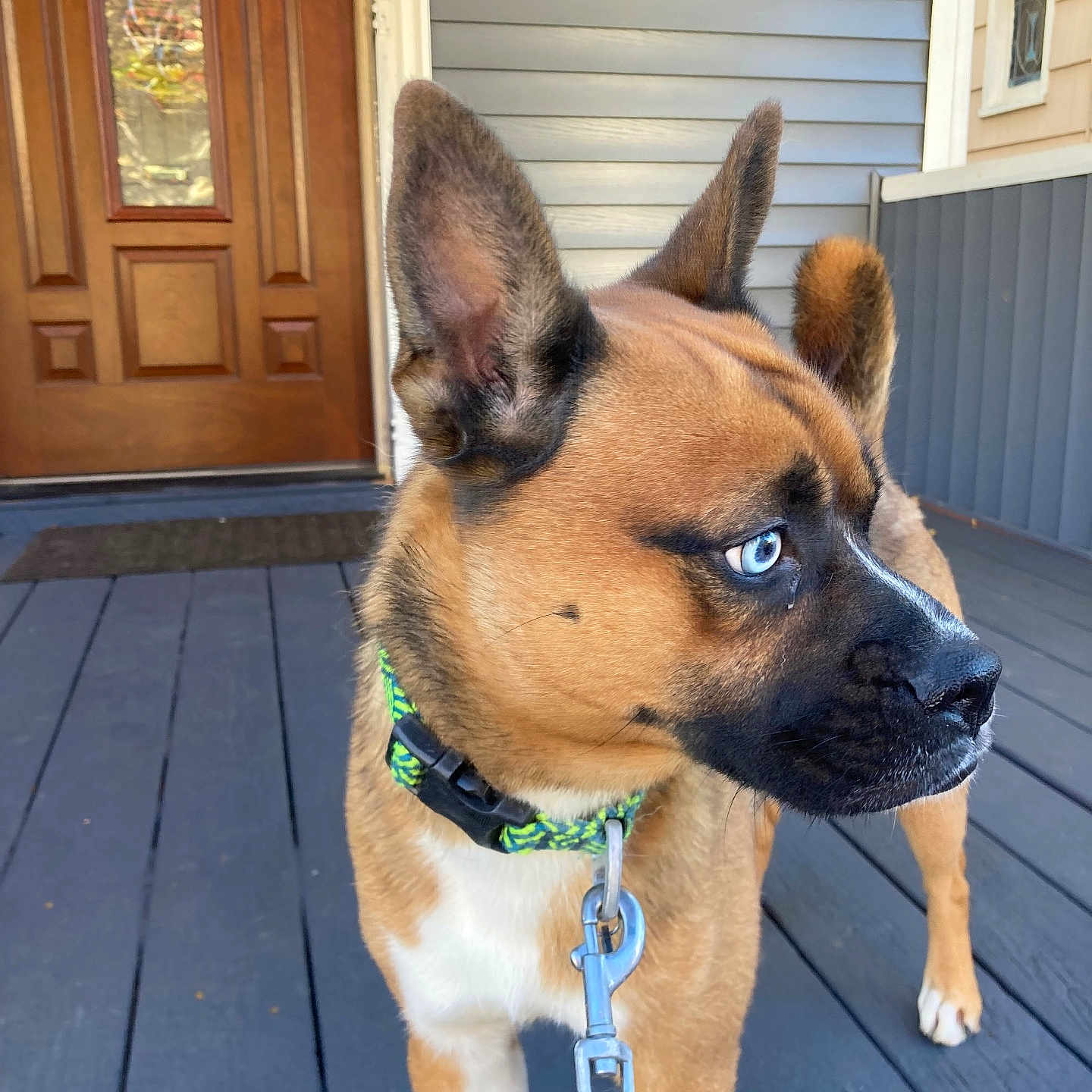Ricochet Rico James joined the competition — help win amazing prizes! alert, animal, blue_eyes, brown_fur, close_up, collar, daylight, dog, domestic_animal, door, ears, house, leash, outdoor, pet, porch, side_view, standing, white_paws, wooden_floor