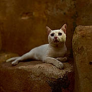 Biscotte a rejoint le concours — aidez-le/la à gagner de superbes lots ! animal, brown_background, calm, cat, ears, eyes, feline, fur, indoor, laying_down, looking, nose, paws, pet, quiet, resting, side_view, stone_surface, texture, white_cat