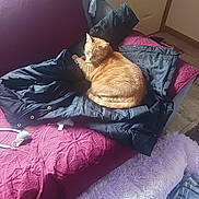 Cece is registered to the contest to win money with this photo: cat, orange_tabby, couch, black_jacket, blanket, mouse_toy, indoor, sleeping, pet, furniture, cozy, red_couch, relaxing, home, curled_up, soft_texture, door, floor, casual, comfort