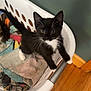 kitten, cat, black_and_white, laundry_basket, towel, curious, indoor, wooden_floor, pet, young_animal, whiskers, playful, cute, small, animal, domestic_cat, feline, looking_up, household, cozy