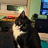 cat, tuxedo_cat, black_and_white, pet, animal, whiskers, green_eyes, pink_nose, tilted_head, sitting, indoors, living_room, home, television, window, furniture, blanket, portrait, close_up, curious
