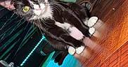 Binx joined the competition — help win amazing prizes! animal, black_and_white, cat, cozy, curious, domestic_cat, flooring, furniture, household, indoor, looking, paws, pet, resting, shoes, tuxedo_cat, under_bed, whiskers, wooden_floor, yellow_eyes