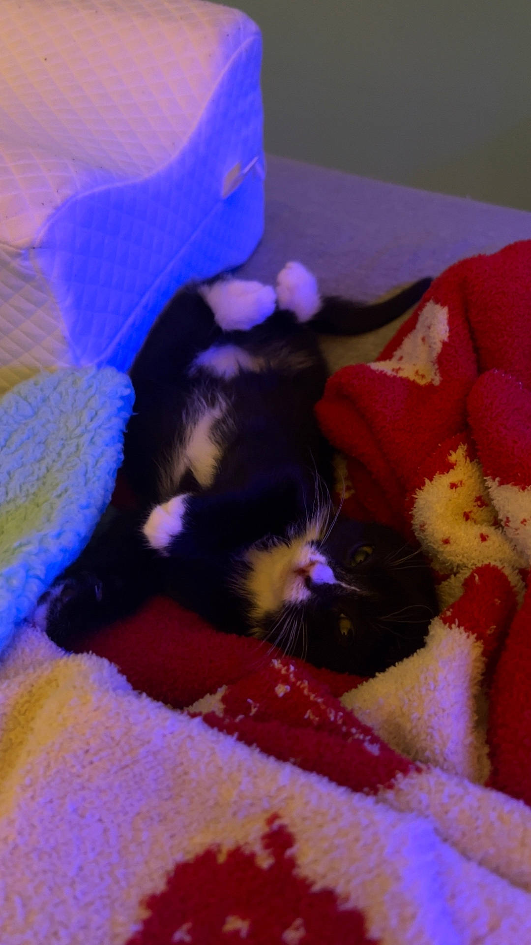 animal, black_and_white_cat, blanket, cat, colorful, comfort, cozy, feline, fur, home, indoor, lying_down, paw, pet, quilted_cushion, relaxation, resting, soft_texture, warm_lighting, whiskers