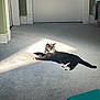 Binx joined the competition — help win amazing prizes! animal, black_cat, calm, carpet, cat, cozy, domestic, door, feline, floor, home, indoor, pet, quiet, relaxing, resting, shadow, sunlight, wall, white_trim