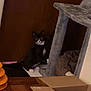 cat, kitten, tuxedo_cat, cat_tree, cardboard_box, door, floor, wood_floor, orange_toy, indoor, pet, animal, curious, playful, furniture, brown, gray, white_paws, black_fur, household