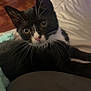 cat, tuxedo_cat, pet, animal, indoor, lap, blanket, fur, whiskers, face, eyes, nose, ears, person, clothing, floor, home, comfort, relaxation, curious